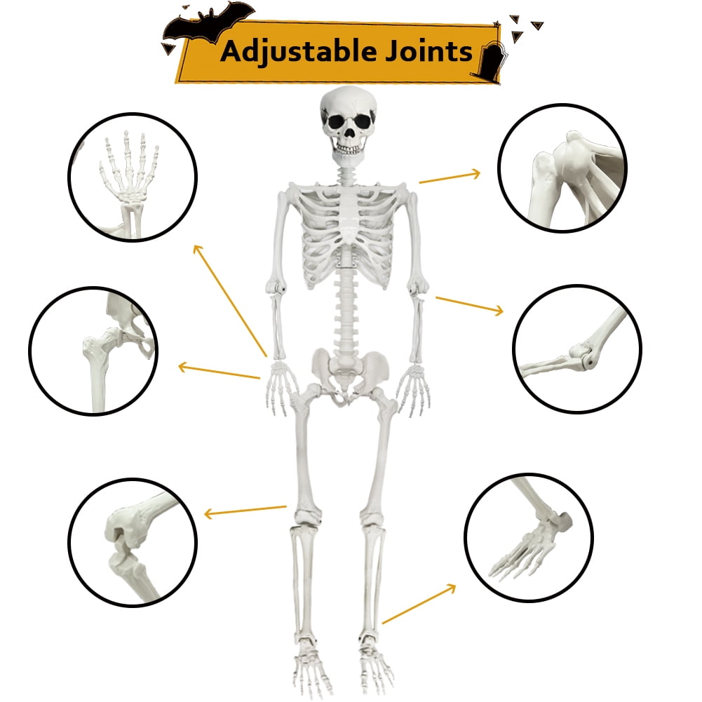 5.9FT Poseable Skeleton, Full Size Human Skeleton with Movable Joints for Halloween
