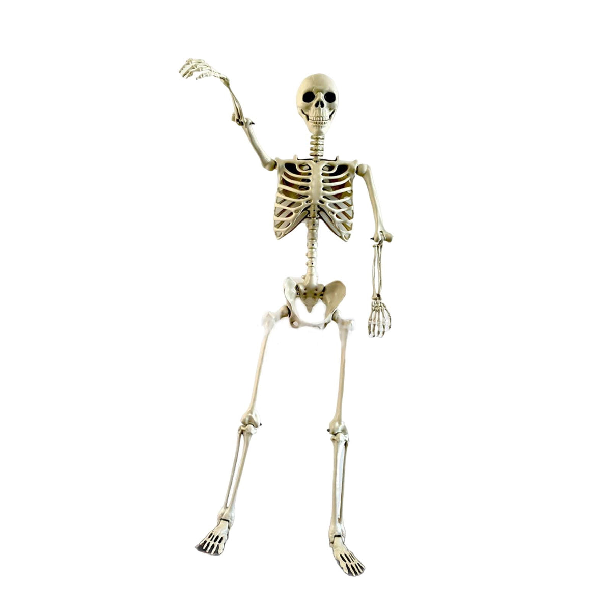 FVDPWYE Halloween Skeleton Horror Prop Ornament Flexible for Party Outdoor Festivals 170cm