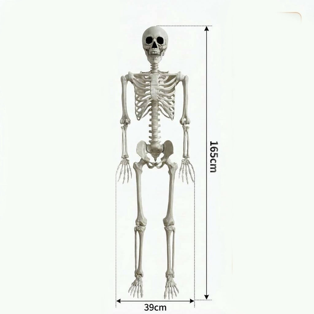 Halloween 165*39Cm Realistic Simulation Posable Skeleton Decoration 1Pc- Realistic Human Skull Model With Flexible Joints For Halloween Party And House Props