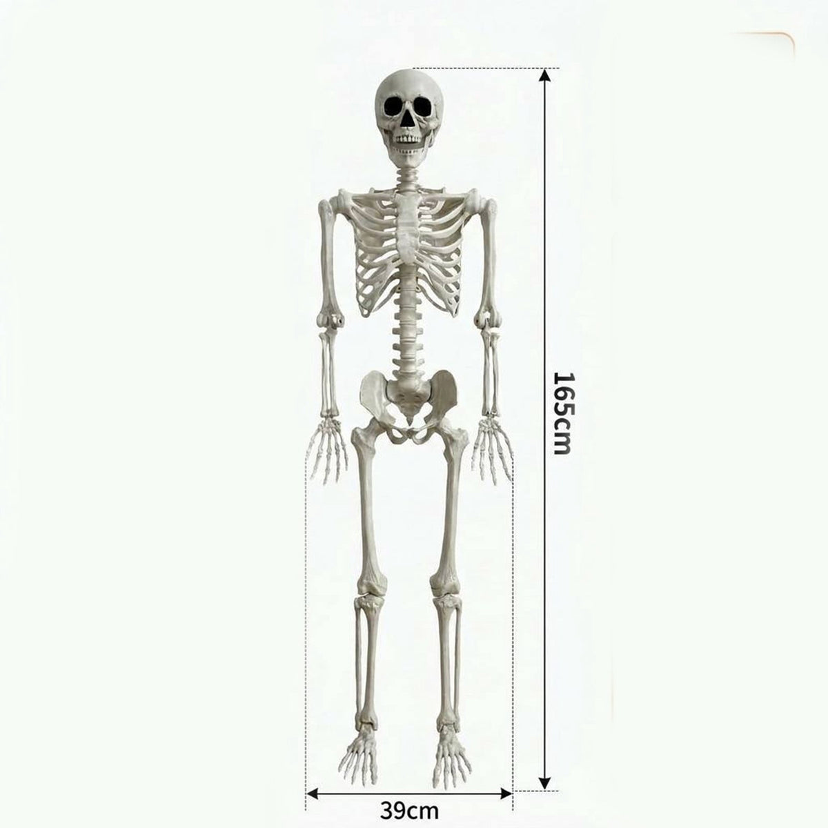 Halloween 165*39Cm Realistic Simulation Posable Skeleton Decoration 1Pc- Realistic Human Skull Model With Flexible Joints For Halloween Party And House Props