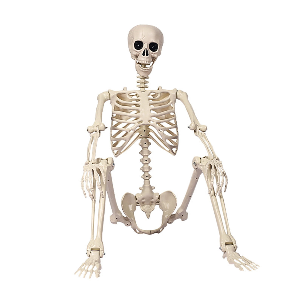5.4FT Realistic Life-sized Human Plastic Skeleton Decoration, Flexible Joints, Standing & Hanging Skeleton Decoration for Halloween Ghost House, Tabletop, Indoor & Covered Outdoor Decor