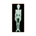 Plastic Nite-Glo Skeleton (Pack of 12)