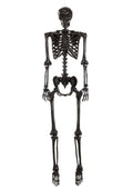 Poseable Crazy Bones Skeleton in Black Decoration