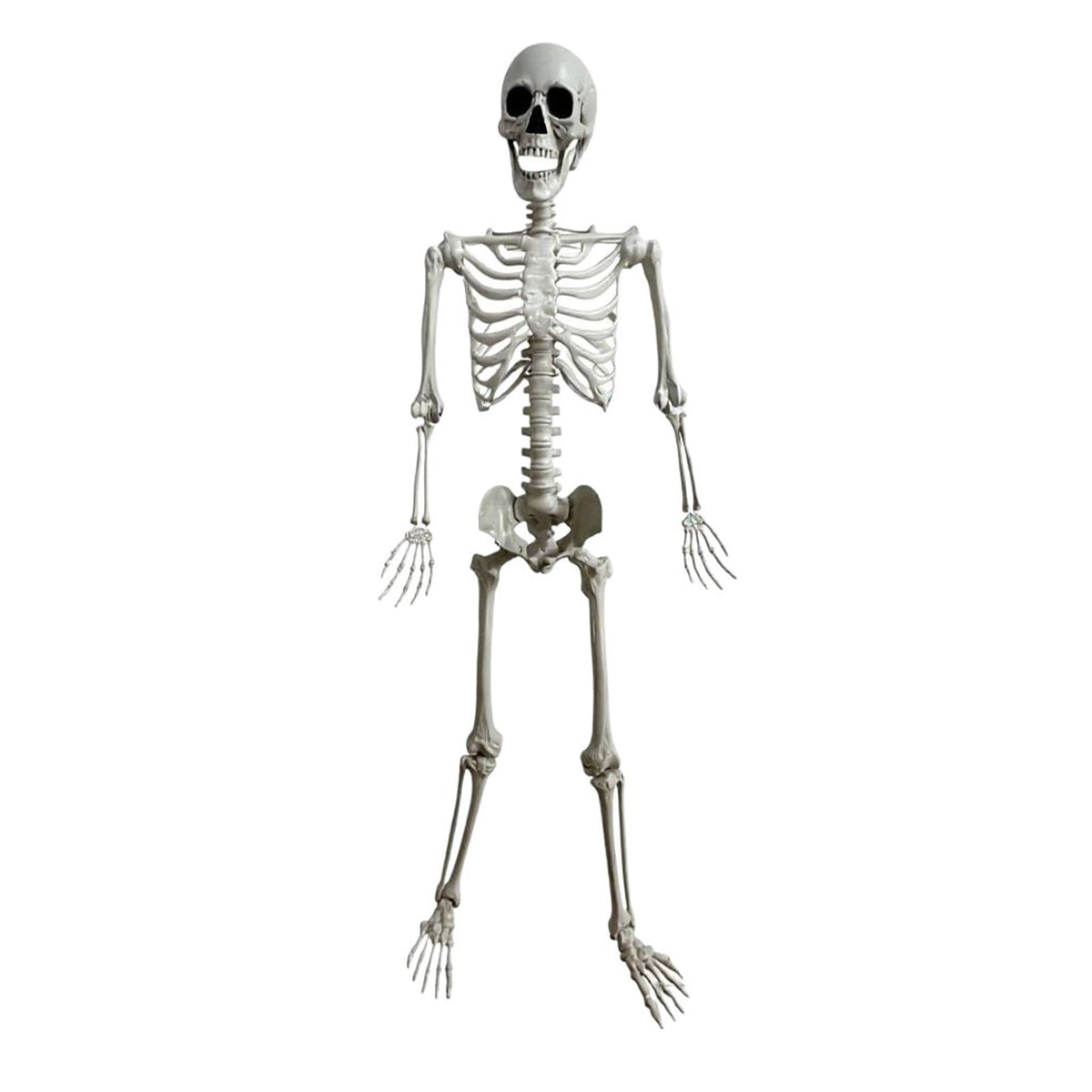 Halloween 165*39Cm Realistic Simulation Posable Skeleton Decoration 1Pc- Realistic Human Skull Model With Flexible Joints For Halloween Party And House Props
